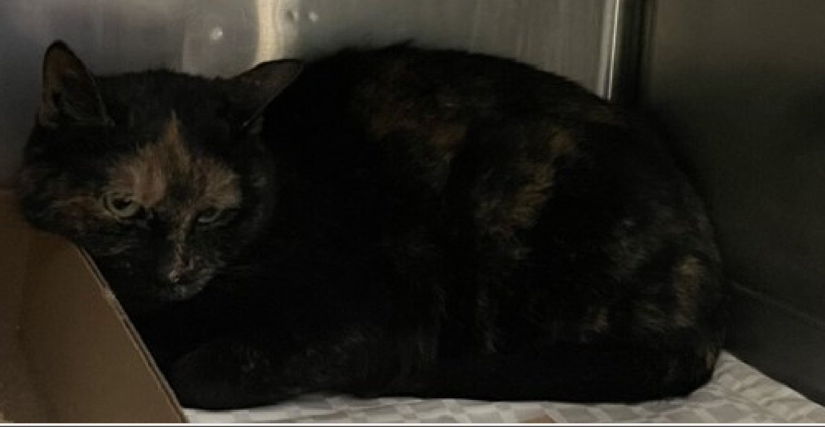 🆘🆘 LINDA, 7 YO, FEMALE – IN BROOKLYN ACC 🆘🆘 - came into the shelter as an owner surrender on 3/20/2024, with the surrender reason stated as other. 😿 😿 😿 😿 NEW HOPE RESCUE ONLY💔💔💔 LINDA is described as being withdrawn, solitary and aloof. She had access to inside only…