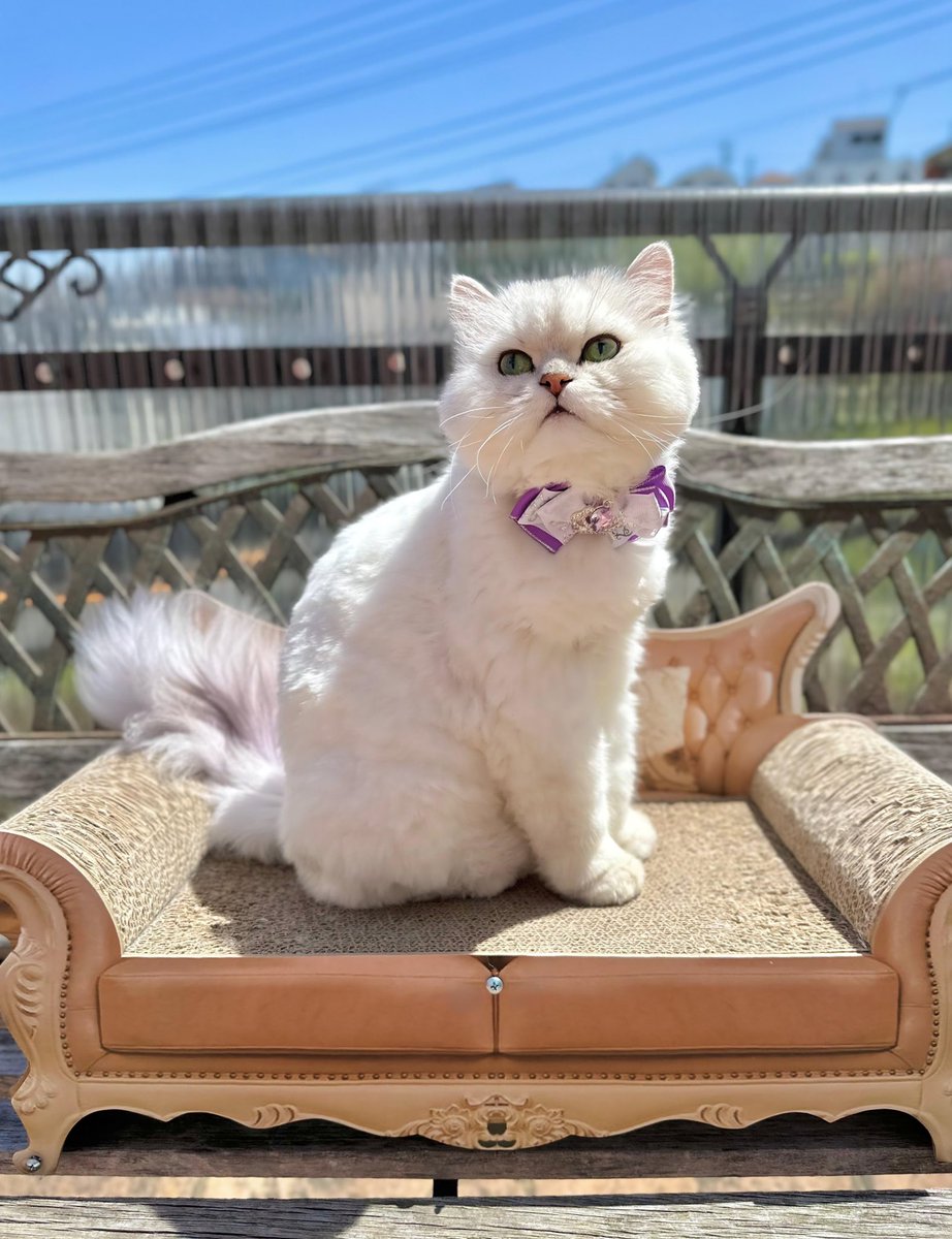 ふわも tweet media