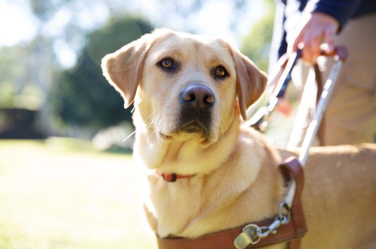 On International Guide Dog Day, we remind you of the legal right of access for Guide Dogs. A person with low vision or blindness accompanied by a Guide Dog is permitted to access any event, business, or public premises, including public transport or rideshare at all times.