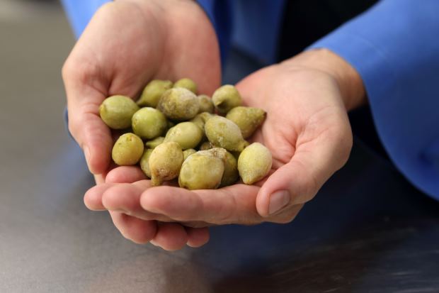 The Kakadu plum has proven to be a promising natural alternative to synthetic chemicals used to preserve meat, according to #UQ research. Its antimicrobial properties make it a sustainable & effective choice for preservation. Find out more 🔗brnw.ch/21wJ6IR @QAAFI