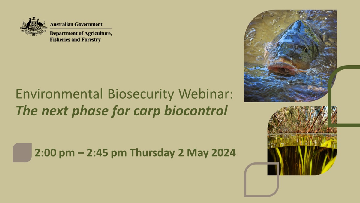 Join Australian Chief Environmental Biosecurity Officer Dr Bertie Hennecke & Dr Toby Piddocke from @FRDCAustralia for an #EnvironmentalBiosecurity webinar, exploring the next phase for #carp biocontrol & the #NationalCarpControlPlan on Thu 2 May. Register: brnw.ch/21wJ6JA