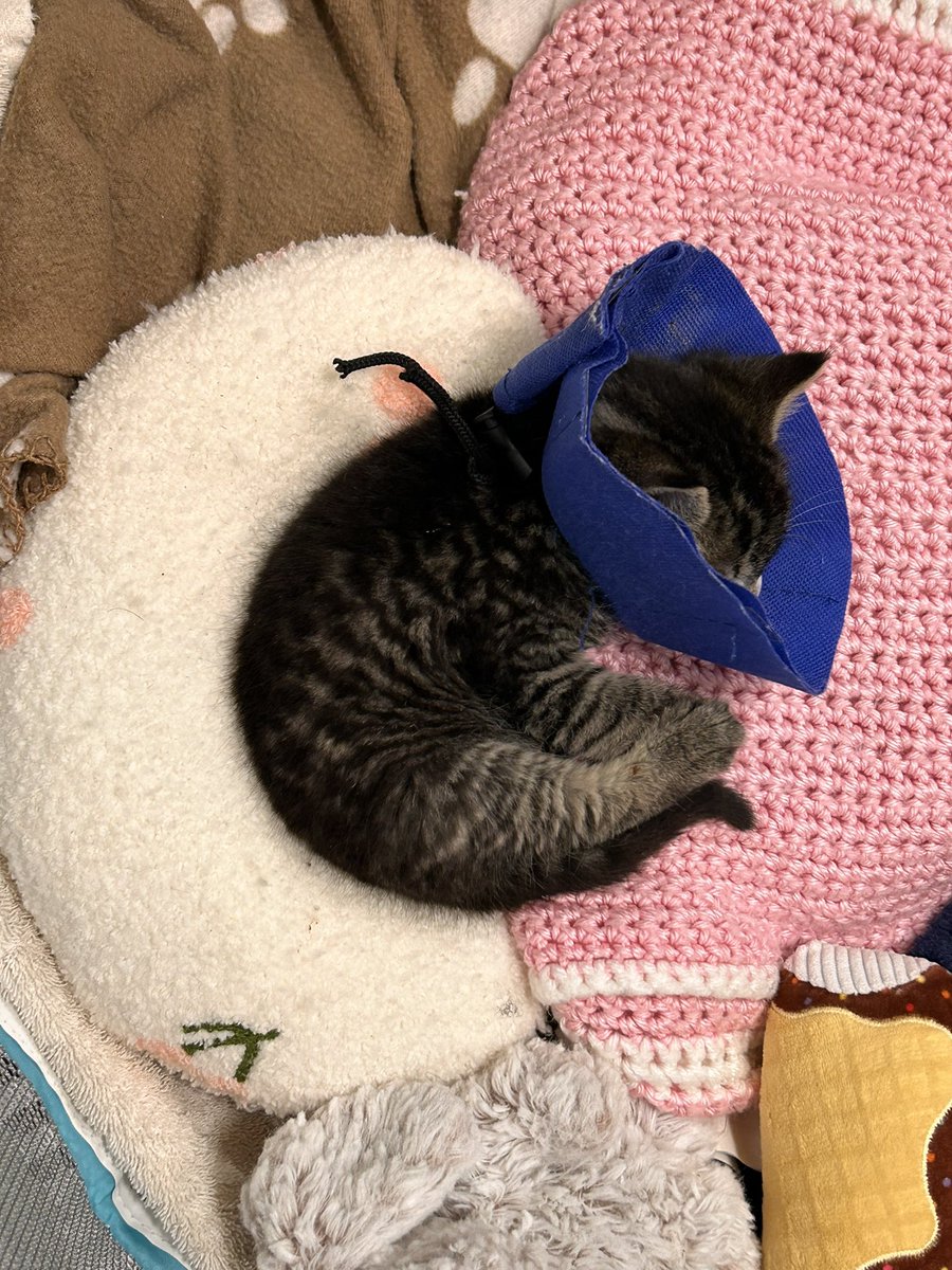 vertebrats's tweet photo. tony zoomies had to go for a couple nights with my coworker as i won’t have a second person to help me feed him tomorrow, i miss him already!!! https://t.co/Abh0qnCsth