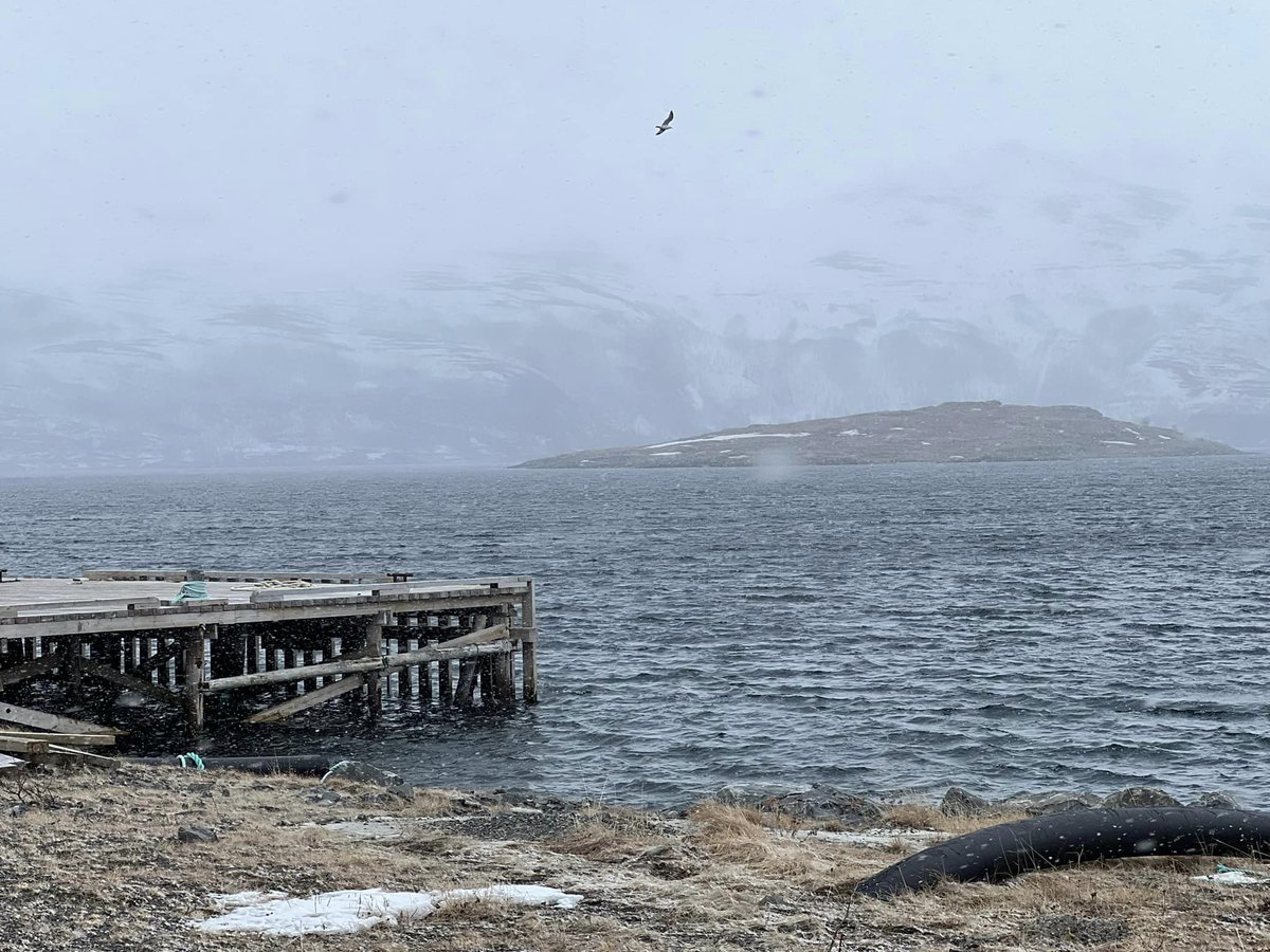 gråværsdag ved Fægfjord idag ☁️❄️ #Finnmark #iphone13 #NaturePhotography #photography