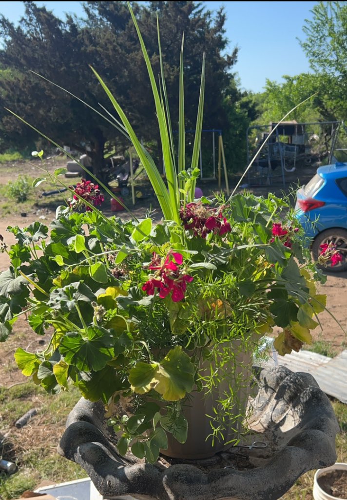 joni_kennedy's tweet photo. Day 23: Light… I almost killed my plant with too much water & too little light so she’s sunning today #fms_light #brownthumbs #AprilPhotoChallenge #PhotoOfTheDay #photochallenge #aprilchallenge #spring #april2024 #happylife #fmspad @fatmumslim #photoadaychallenge2024 https://t.co/9FYyyrQvJd