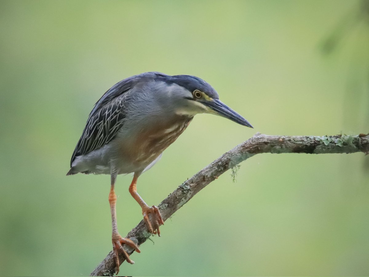 OmarJavierAves's tweet photo. Garcita estriada
Butorides striata
Striated Heron
#AvesDeCoñombia #BirdsSeenIn2024 #Birder #garza https://t.co/zoQ32qSDCC