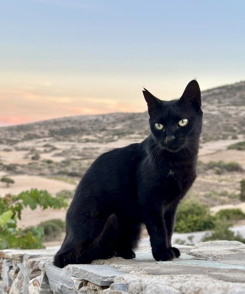 Meet Elektra, a beautiful spayed female pictured at sunset in the hilltop village cat colony on this tiny Greek island where we care for the Aegean cats. You can help the #cats by donating now to fund vital medicines, neutering & food. Purr! #CatsAreFamily gofundme.com/f/cats-of-irak…