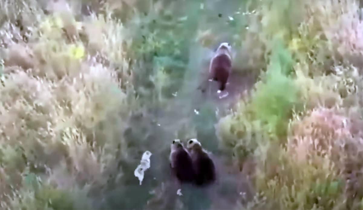 It Was #Mingling With Bears by Pet News 2 Day - petn.ws/sZo5Z
 #Dog #DroneFootage #PlayingWithBears
