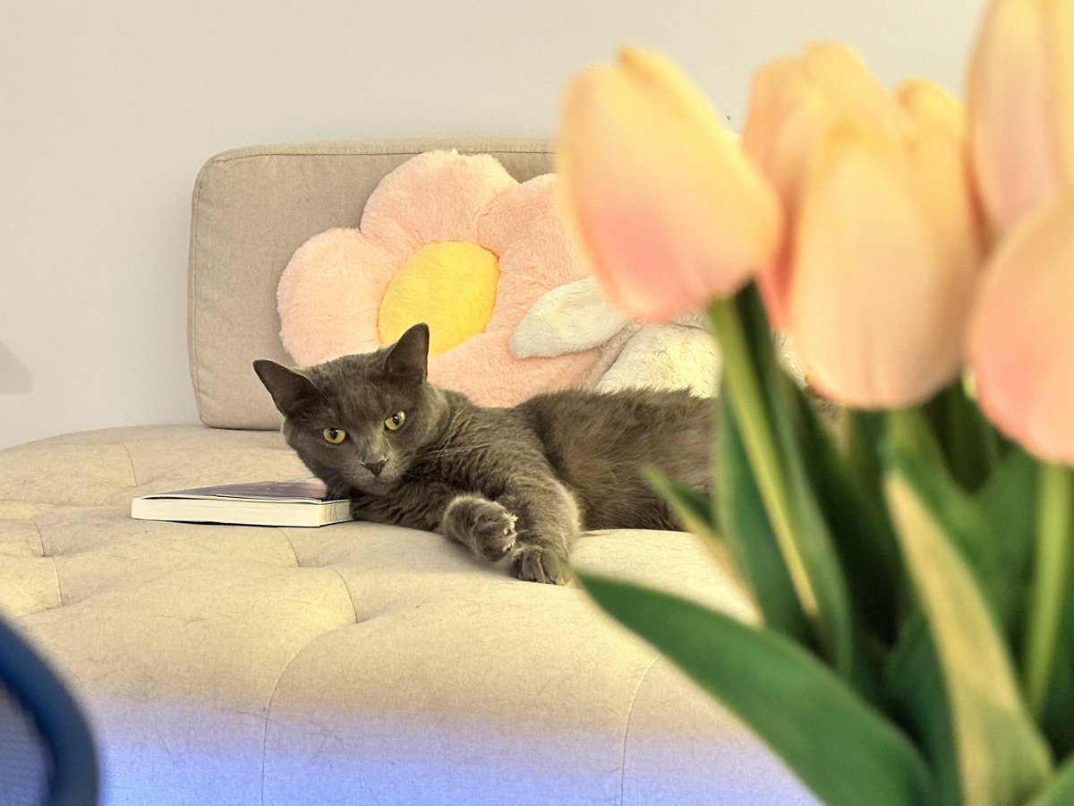 Shirley_chenn's tweet image. Tired but acceptable