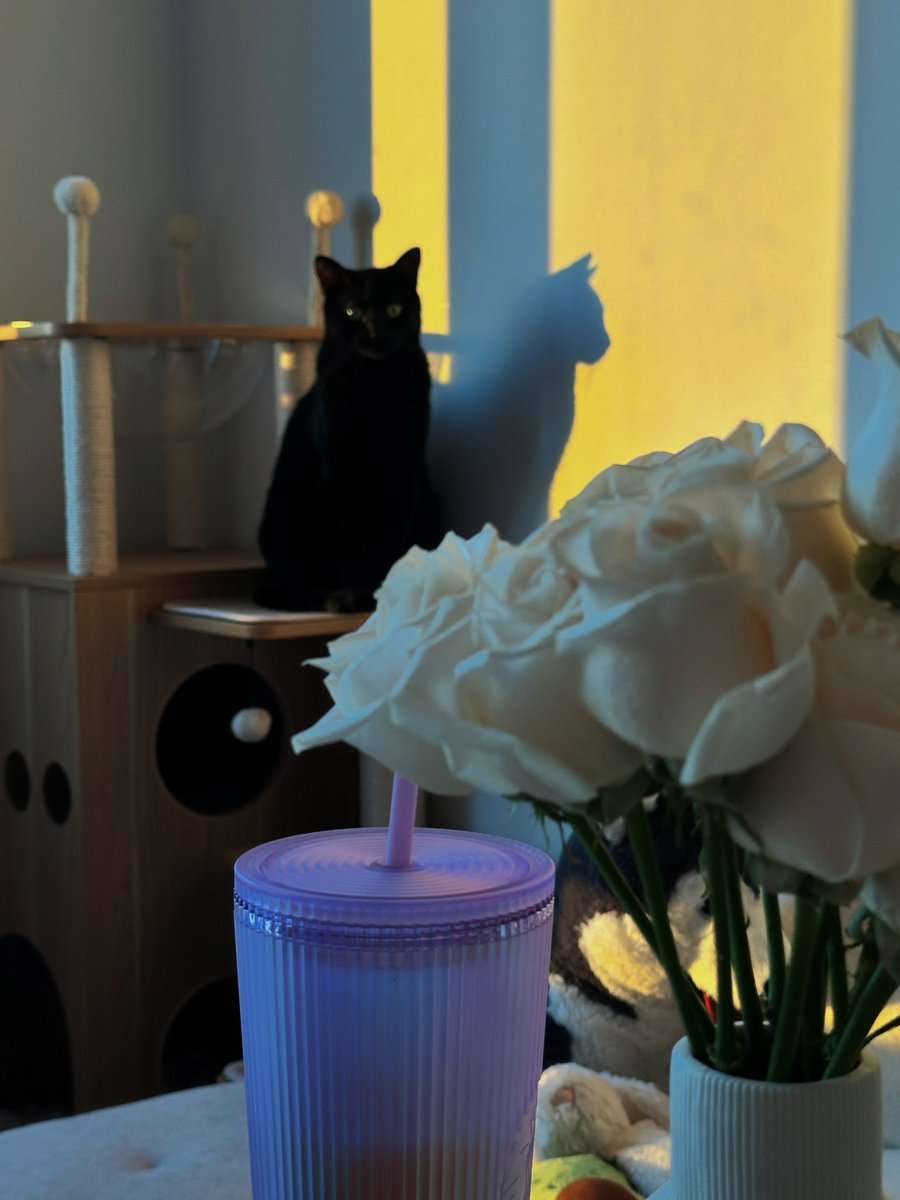 Shirley_chenn's tweet image. Sunsets are always the most beautiful time of the day💕