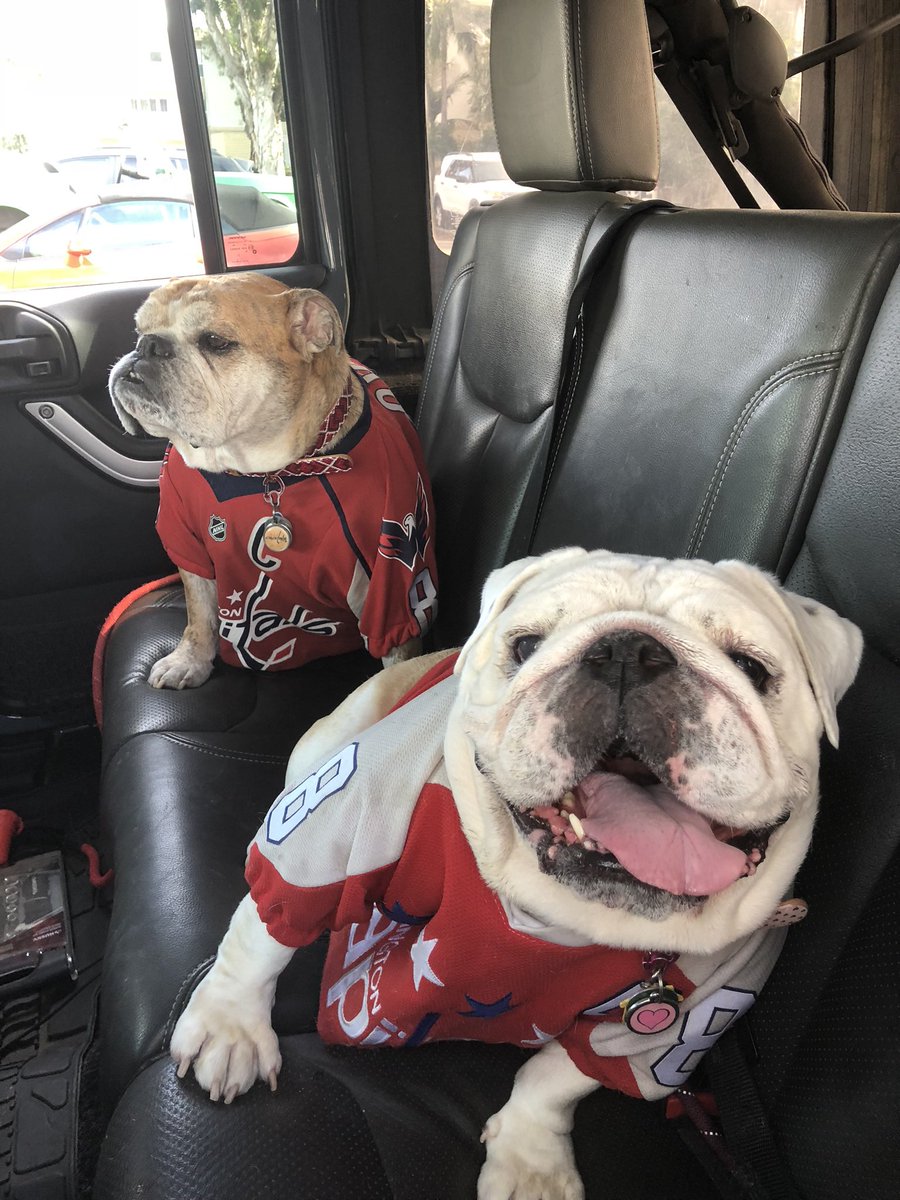 Ovie the Bulldog (@oviethebulldog) on Twitter photo ITāS PLAYOFF HOCKEY OāCLOCK!
All the roadtrips, Ovie was not a fan of the car rides. However his grump was more than matched by <a href="/SaffyBean/">Saffy Bean</a> sheer love of the car!
#LetsGoCaps #CapsRangers #StanleyCupPlayoffs ITāS PLAYOFF HOCKEY OāCLOCK!
All the roadtrips, Ovie was not a fan of the car rides. However his grump was more than matched by <a href="/SaffyBean/">Saffy Bean</a> sheer love of the car!
#LetsGoCaps #CapsRangers #StanleyCupPlayoffs