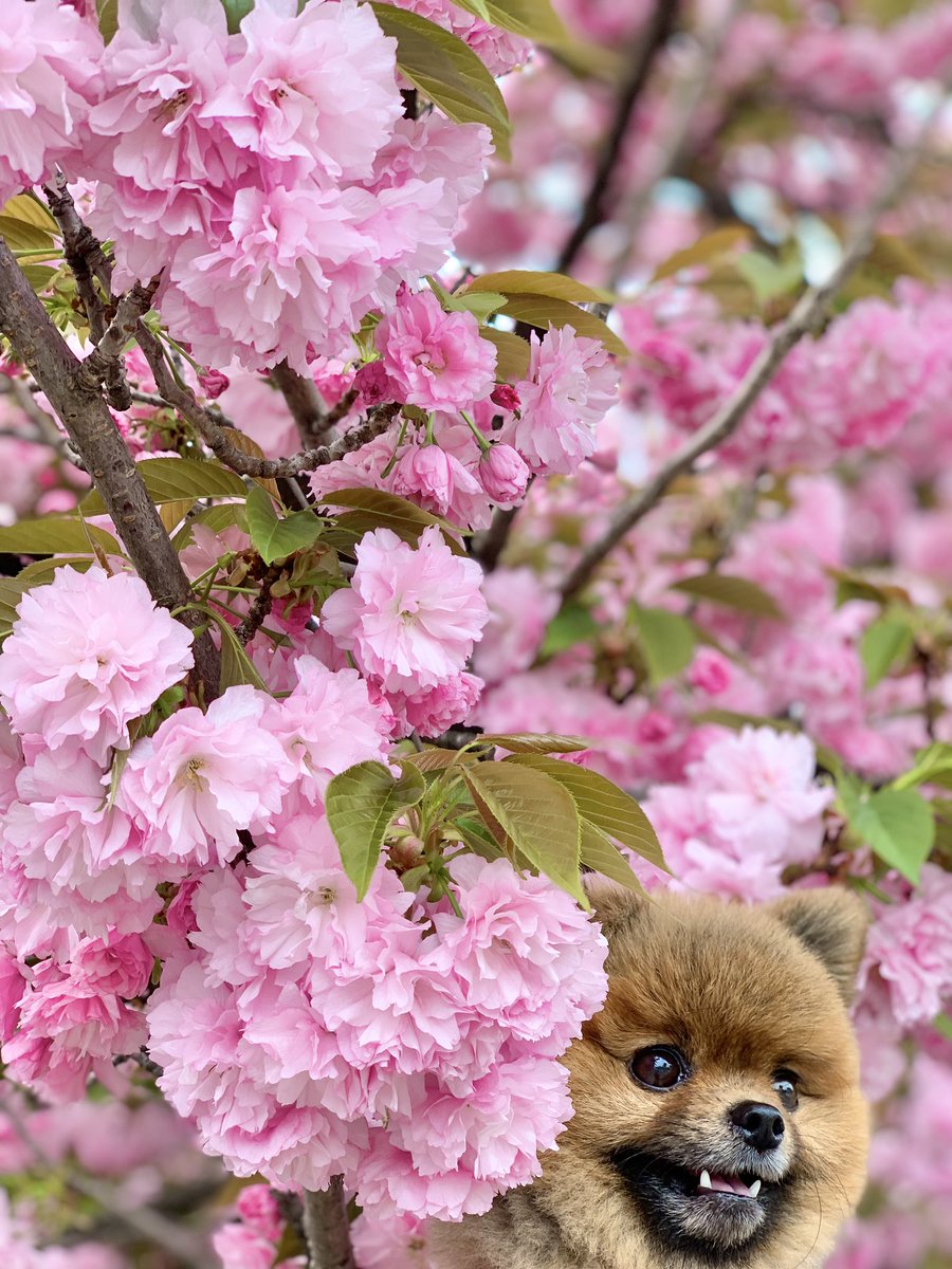 満開の八重桜🌸🌸🌸🐕