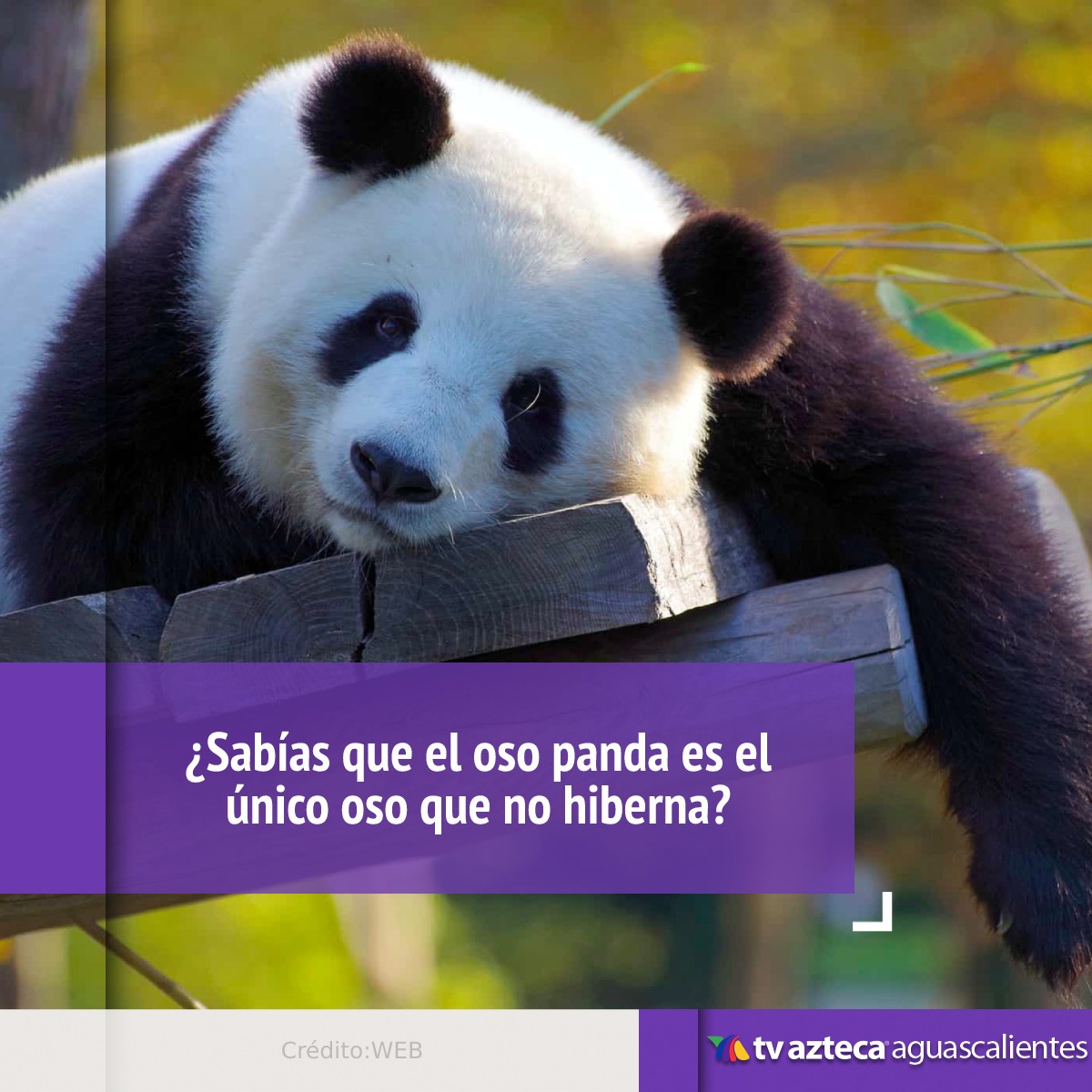 AztecaAgs's tweet image. Aunque no tiene un período de hibernación fijo, puede dormir hasta 12 horas al día durante el invierno. 🐼💤 #OsoPanda #CuriosidadesAnimales