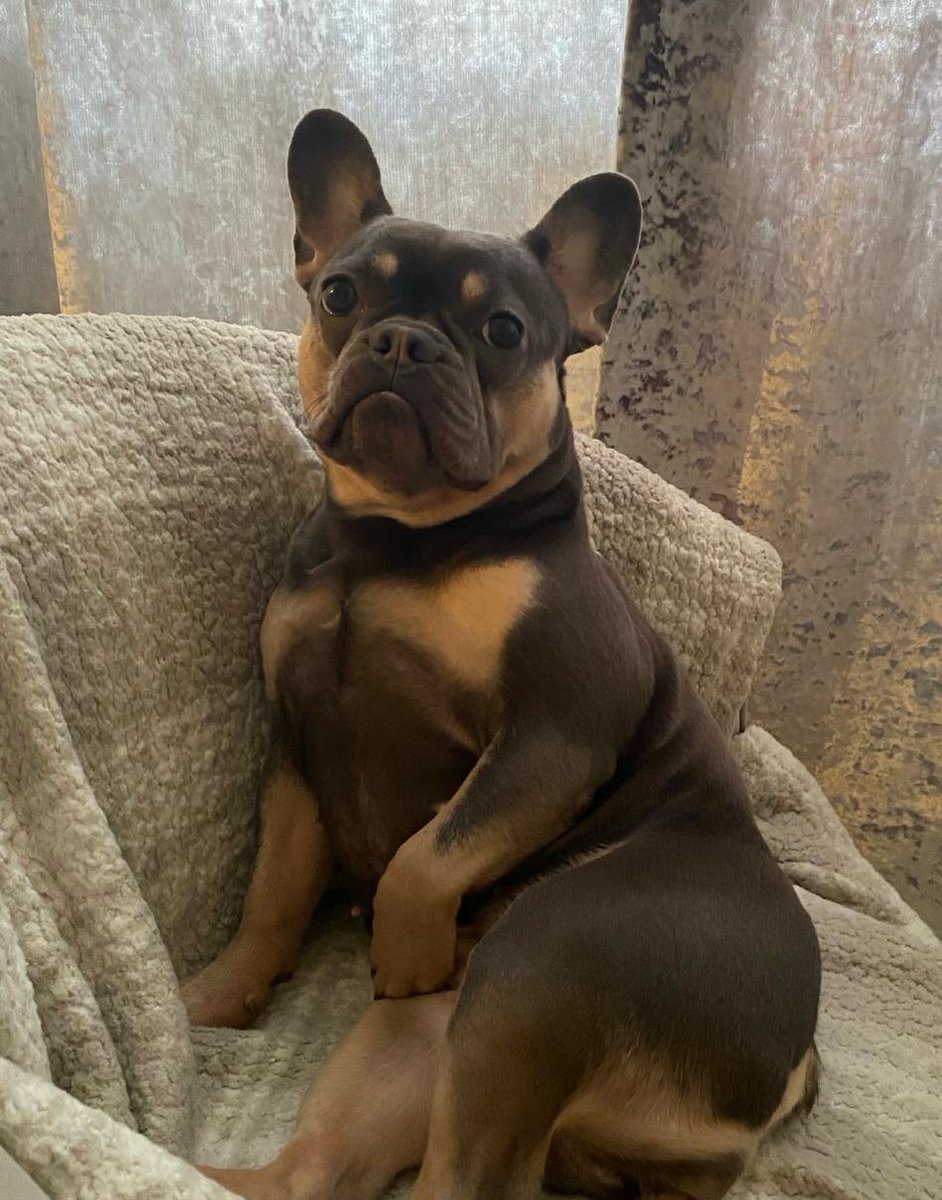 Nikilauda5r8's tweet photo. The cutest little gremlin in the whole world 🥰 #TheSweetOne https://t.co/raZwBYgUdG