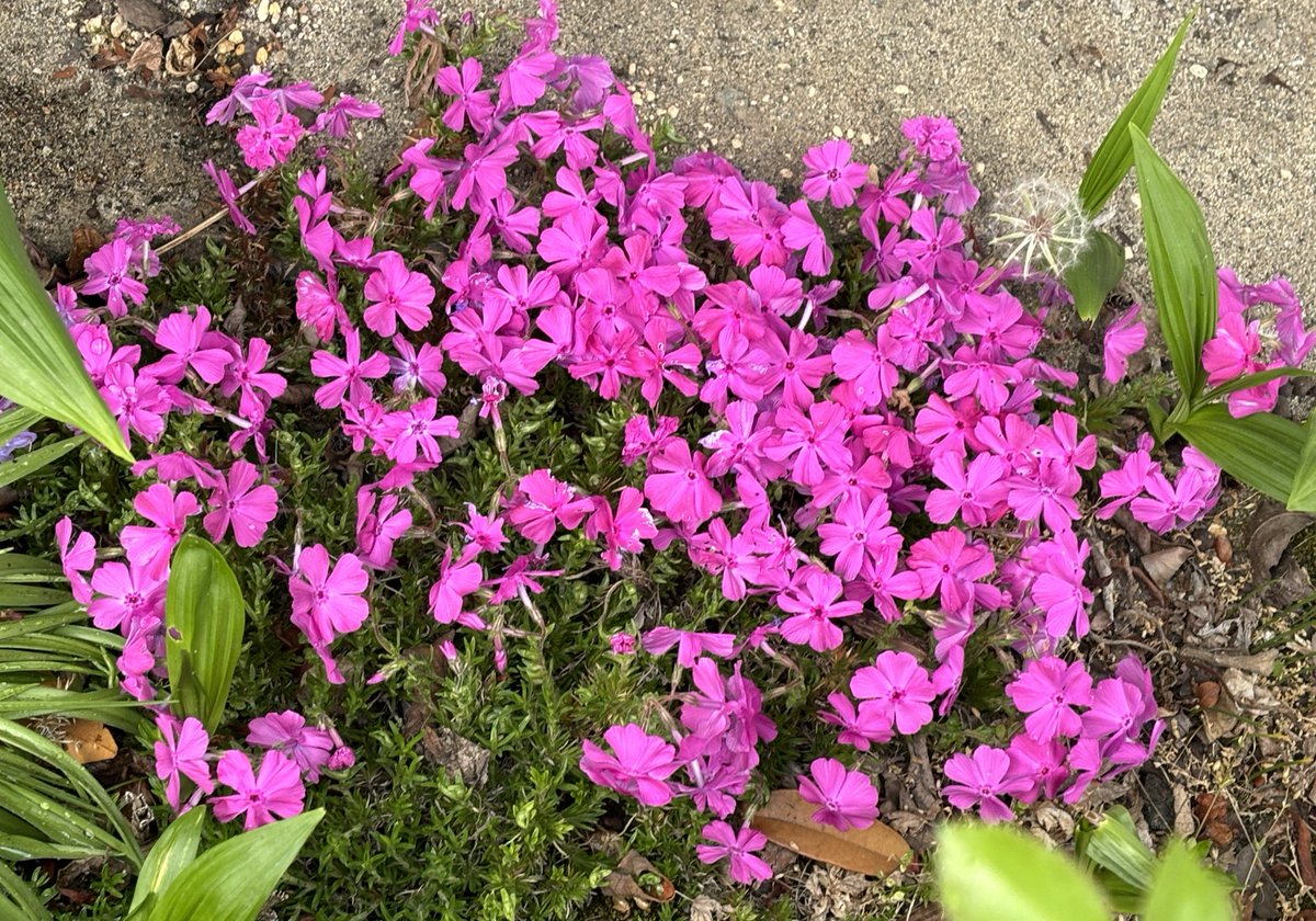 roserosawander tweet picture