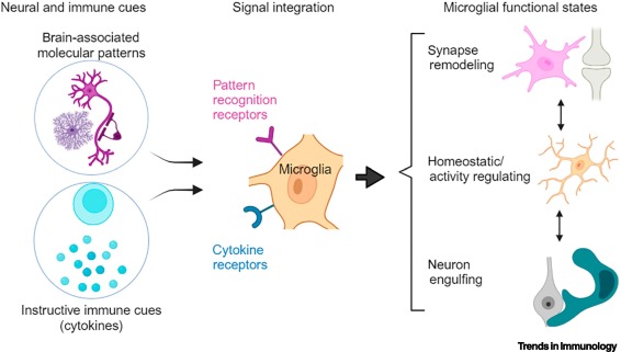Microglia as integrators of brain-associated molecular patterns dlvr.it/T5wPW3 #immunology