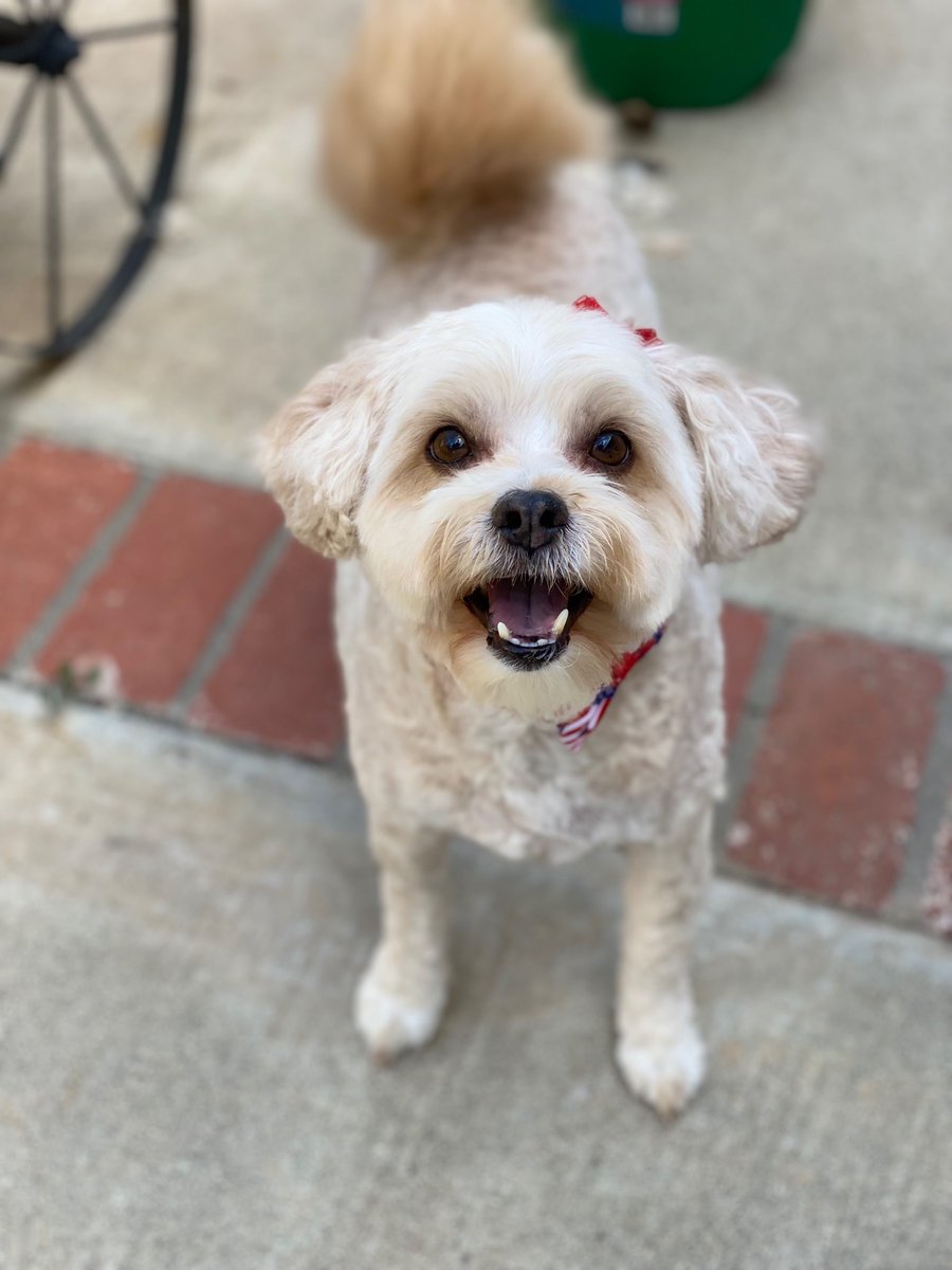n2thekizzi's tweet photo. Happiest Birthday to our little Princess Penny-Piper!!! 🐾🎀👑 https://t.co/XhOFMZIfa6