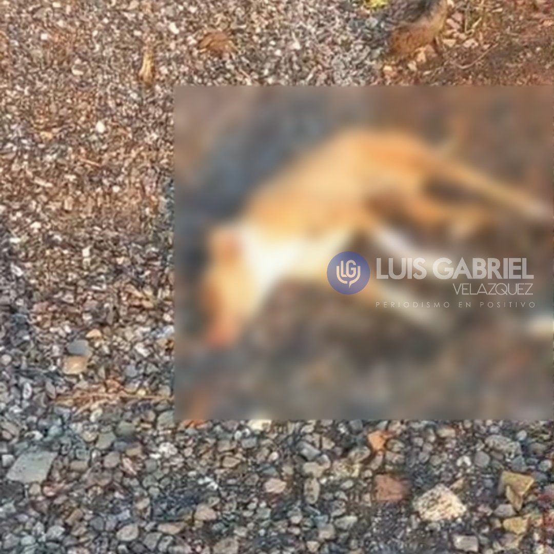 ☠️🐾 Asesino serial de mascotas en #Tehuacán: Hallan perritos baleados y envenenados.

🌐: acortar.link/agH3ea