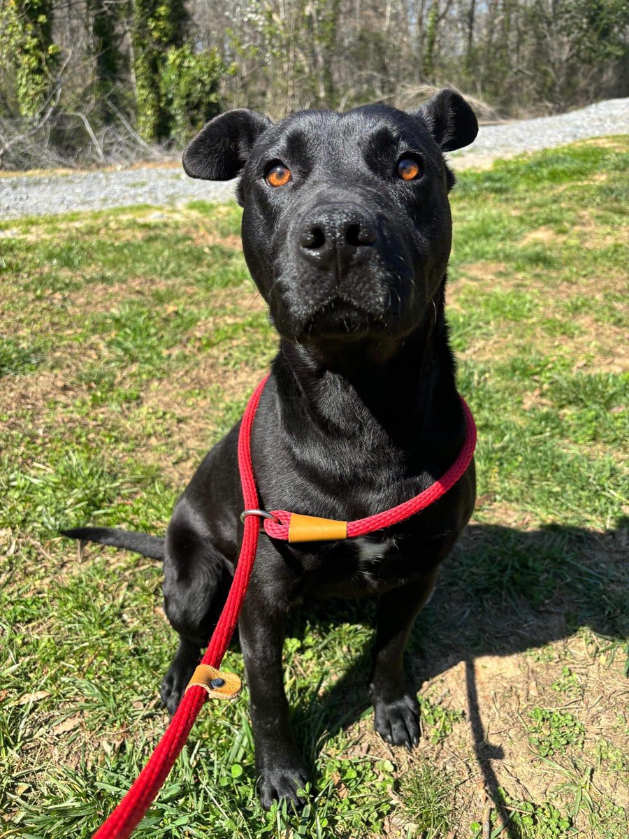 Ophelia is beautiful! Sadly her time runs out tomorrow. Dog selective pups are hard to adopt out 😓 Could you be her hero? 
📍 Gaston County, #NorthCarolina 
✴️ Info in photos
#AdoptDontShop #FostersSaveLives #staffies #pibbles #xlbully @Dubs4Mutts @G4TXNYCpups