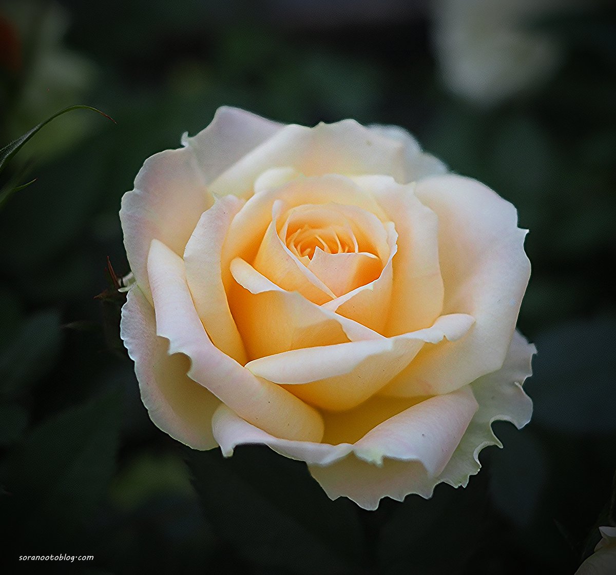 rose🇯🇵 #photooftheday #photography #flowerphotography #nature #TLを花でいっぱいにしよう #写真好きな人と繋がりたい twitter.com/soranootoblog/…