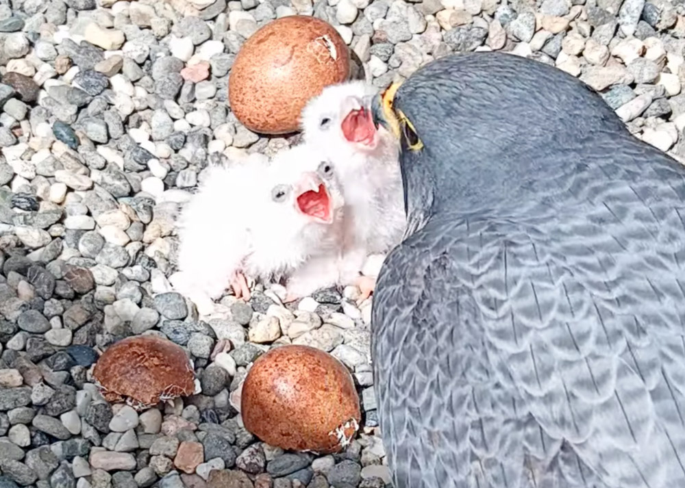 🎶 Won’t you be our (fuzzy) neighbor? 🎶 🐣🐣🐣🥚 Three of Annie and Archie’s babies are here! Today, gather round @BAMPFA’s big outdoor screen for the possible arrival of the final floofer! ⏰ 9 a.m.-7 p.m. 🔗 bampfa.org/hatch-day 🎥 Q&A (6 p.m.): ucberk.li/hatch-party-qa