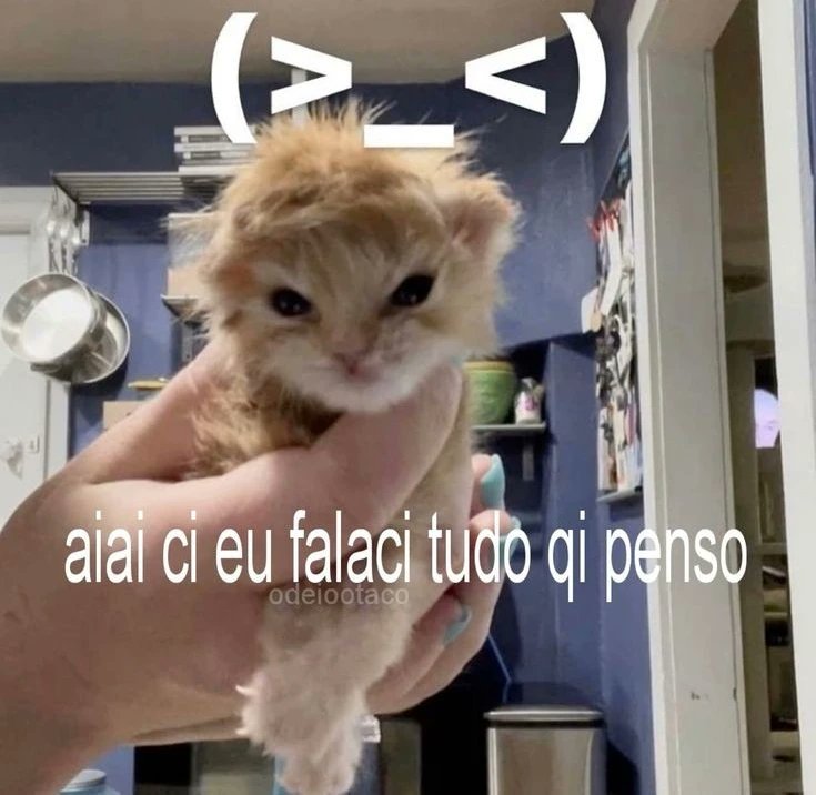 perfil dedicado a gatinhos e peitos (@odeiootaco) on Twitter photo 