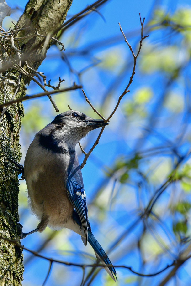 Put a stick in it! 
A nest-building Blue Jay is a quiet Blue Jay. 💙💚
#Birds #BirdTwitter #TwitterBirds #DetroitBirdAlly