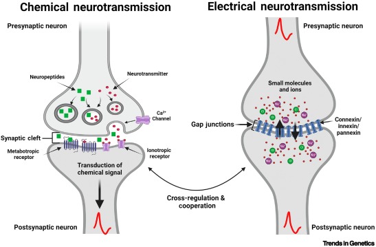 Gene-environmental regulation of the postnatal post-mitotic neuronal maturation dlvr.it/T5wQwF