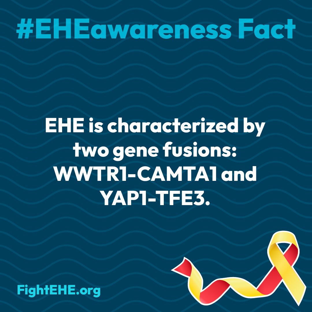 April is #EHEawareness month. Please like and share these facts! 📌 EHE is characterized by two gene fusions: WWTR1-CAMTA1 and YAP1-TFE3. Approximately 90% of EHE cases are marked by fusion of the WWTR1 and CAMTA1 genes, with10% marked by fusion of the YAP1 and TFE3 genes.