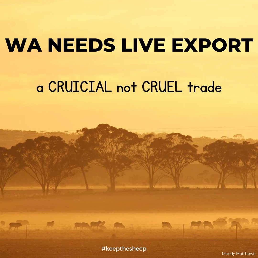 The impact from the lack of confidence in the future of WA sheep farming due to the impending ban is hitting WA farmers hard at the moment. 
It is a cruicial market for our farmers and trading partners and by no means is it today’s live export cruel. #keepthesheep