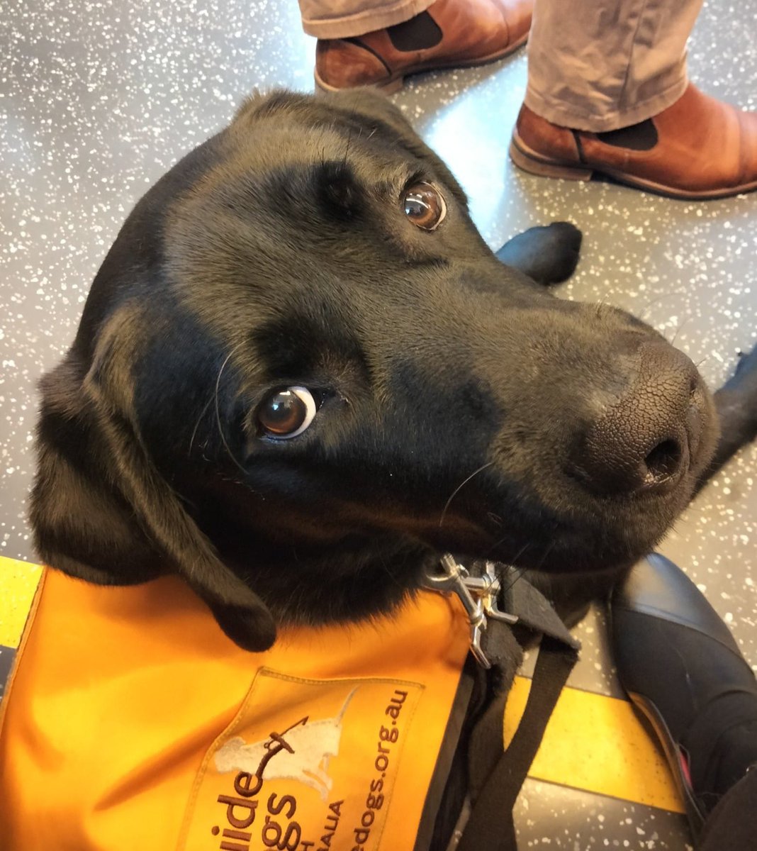 Adelaide Metro tweet media