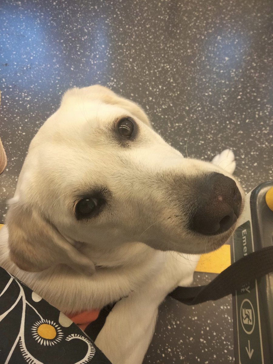 Adelaide Metro tweet media