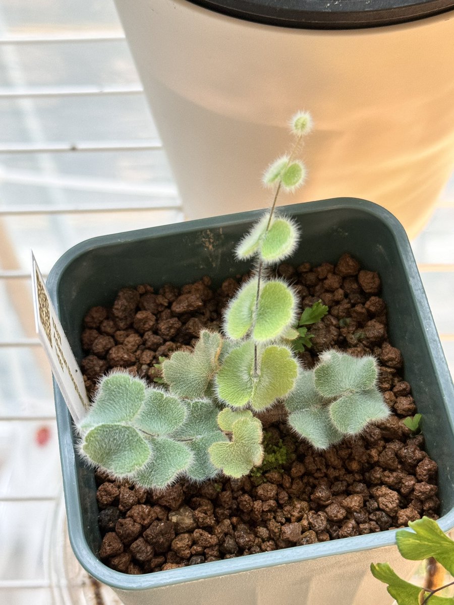 teemomom's tweet photo. 어우 귀여워 🥹 
몇 층까지 올릴 꺼야 🤩

아디안텀 통타미 
Adiantum thongthamii https://t.co/S7AlGPadTQ