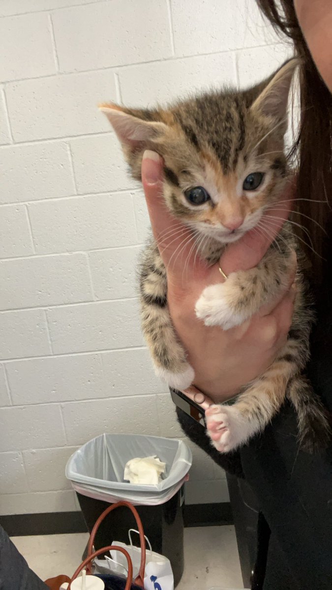 One of the perks of working at a veterinary clinic is all the babies that I get to meet…but also getting to take home a new kitten! Meet Ravioli :) (pending how she does with my other babies of course)