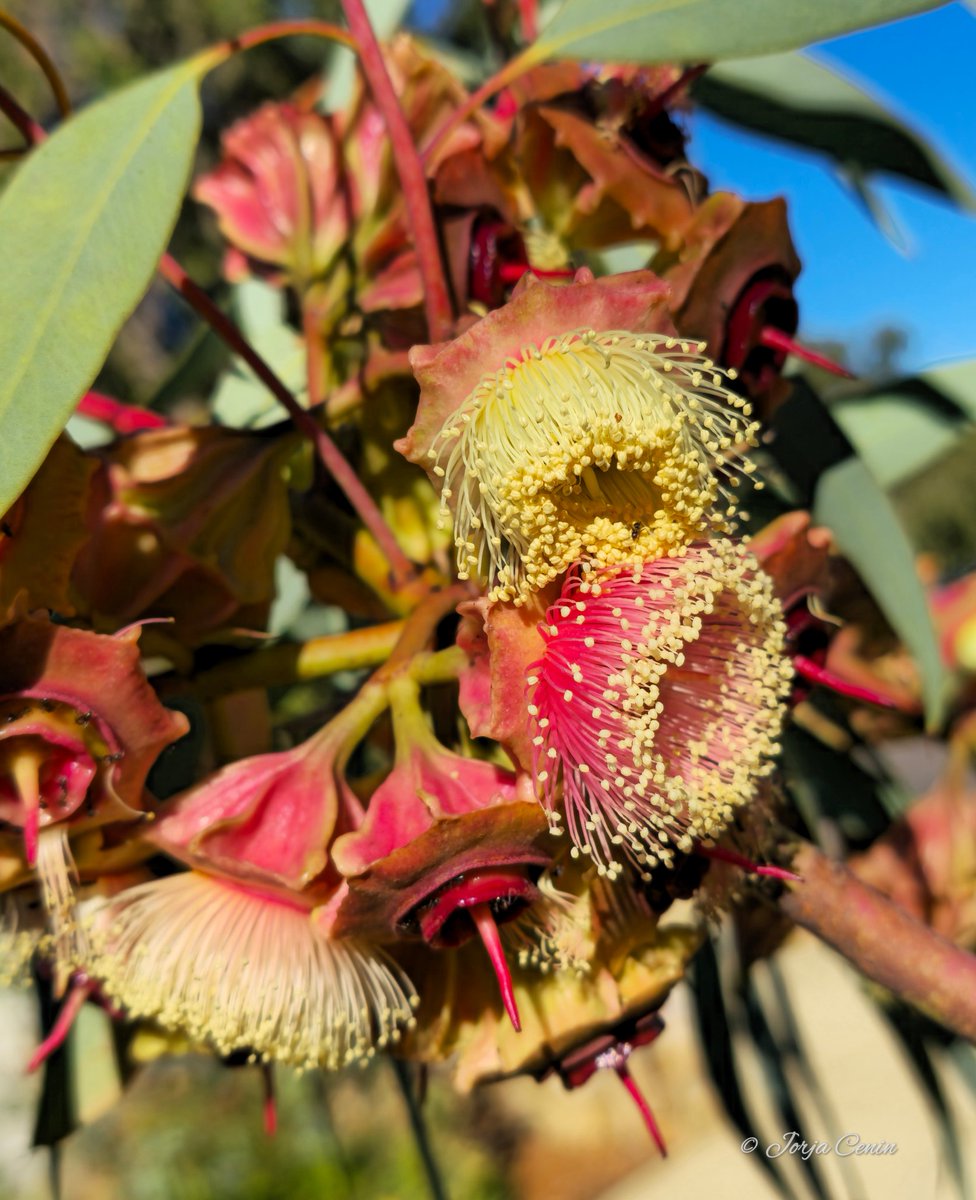 Eucalyptus kingsmillii 🩷 💛 #wildflowerhour #flowers #beautiful