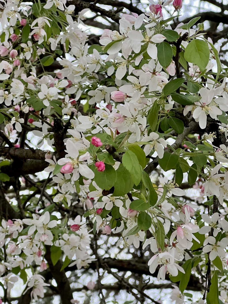 Pic is from a tree nearby. Just beautiful! Have a nice evening everyone. 🌸🍃🌸🍃🌸🍃🌸🍃 #springtime