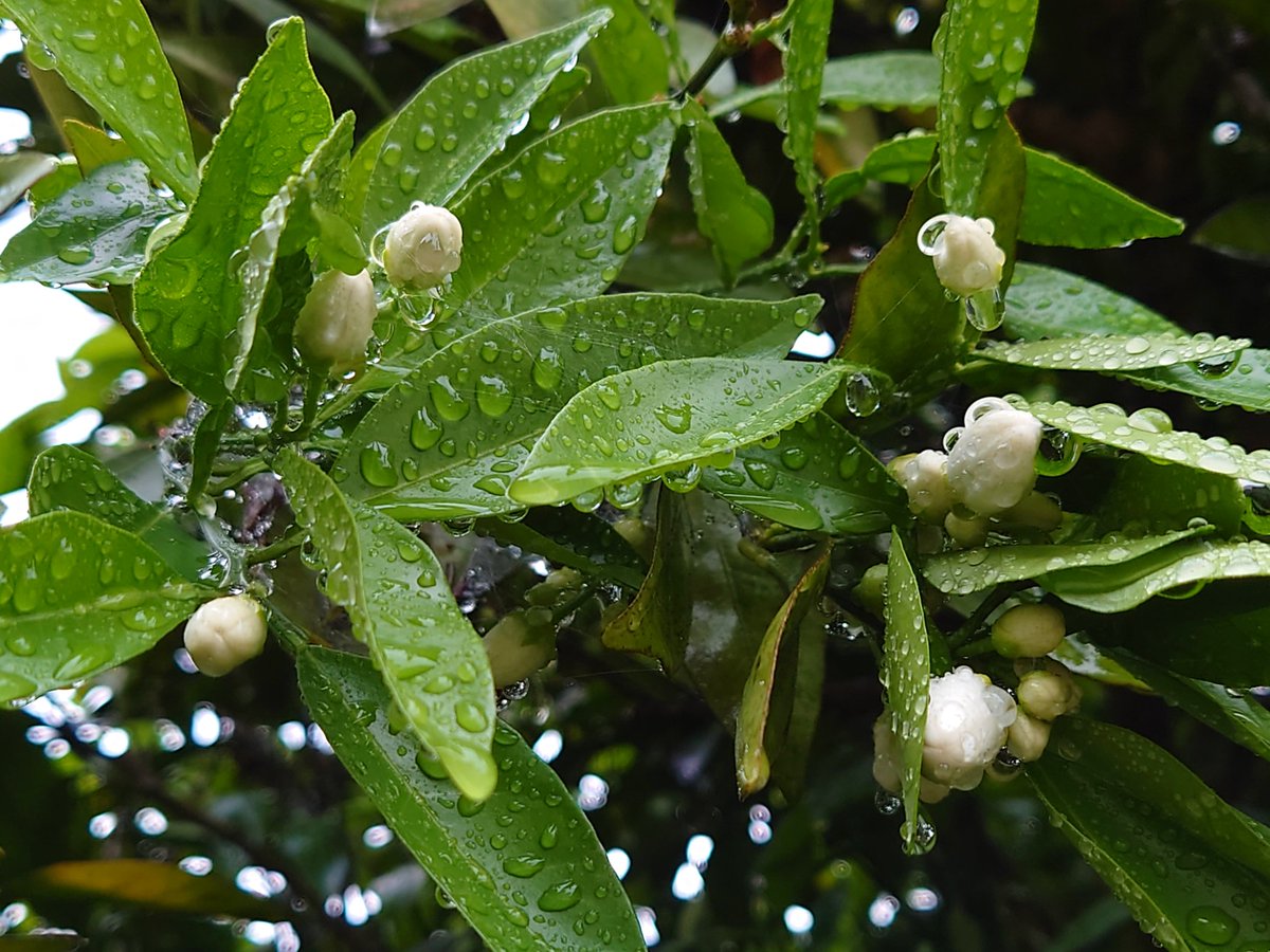 おはようございます！今朝は雨です。五月が近くなり、様々な野鳥のさえずりも賑やかになってきました♪今日も一日お健やかにお過ごしください。 #企業公式が毎朝地元の天気を言い合う #企業公式春のフォロー祭り #企業公式相互フォロー祭り #写真好きな社員による撮影 #ファインダー越しの私の世界