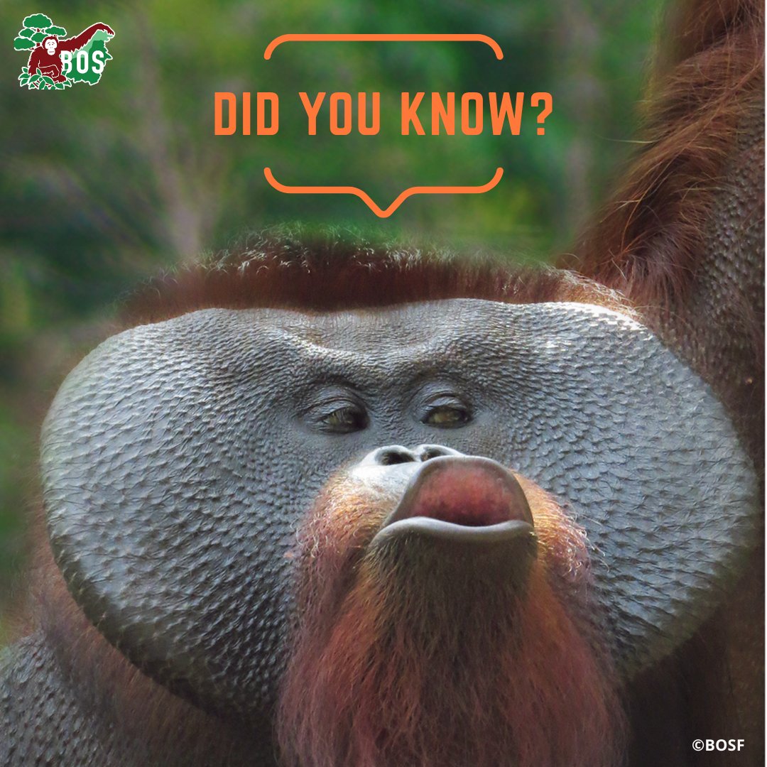 #DidYouKnow that when uncomfortable or afraid, #orangutans will purse their lips together to make a smacking sound called a 'kiss-squeak'?🤔

orangutans.co.nz

#SaveOrangutans #Love #Nature #Conservation #WildWednesday