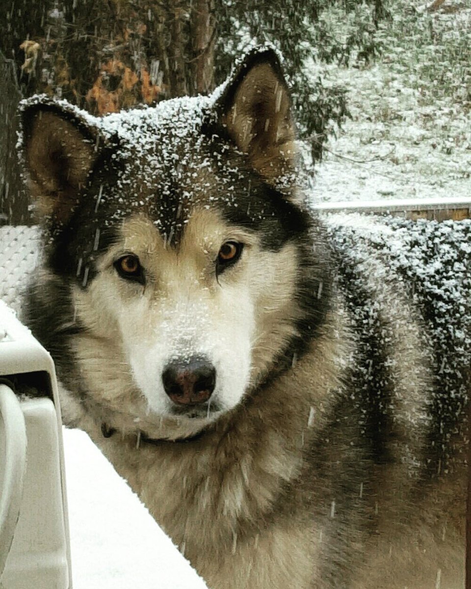 tamae24's tweet photo. Booked camping @PortBurwellPP for the first some since my boy Balto passed. This was his last trip 💙💙 https://t.co/weJbOJtezE