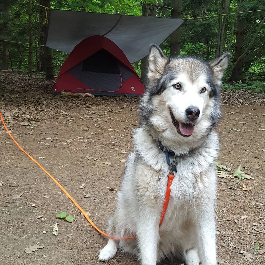 tamae24's tweet photo. Booked camping @PortBurwellPP for the first some since my boy Balto passed. This was his last trip 💙💙 https://t.co/weJbOJtezE