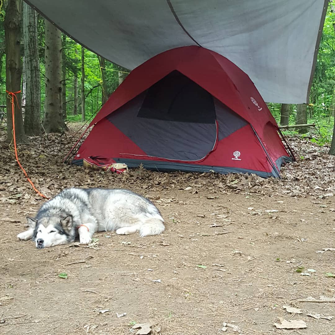 tamae24's tweet photo. Booked camping @PortBurwellPP for the first some since my boy Balto passed. This was his last trip 💙💙 https://t.co/weJbOJtezE