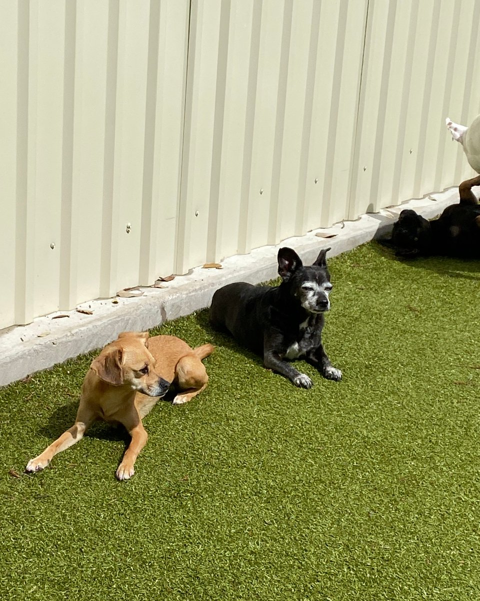 Special memories ❤️ Your paw prints will forever remain in our hearts, Toto. 🐾 🐶
#dogdaycare #specialmemories #foreverinourhearts