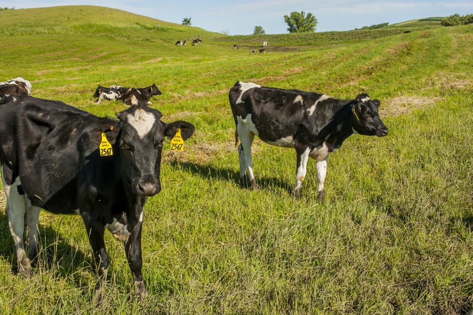 Bird Flu Virus Remnants Found In U.S. Milk Supply—FDA Says Milk Remains Safe go.forbes.com/c/FweM