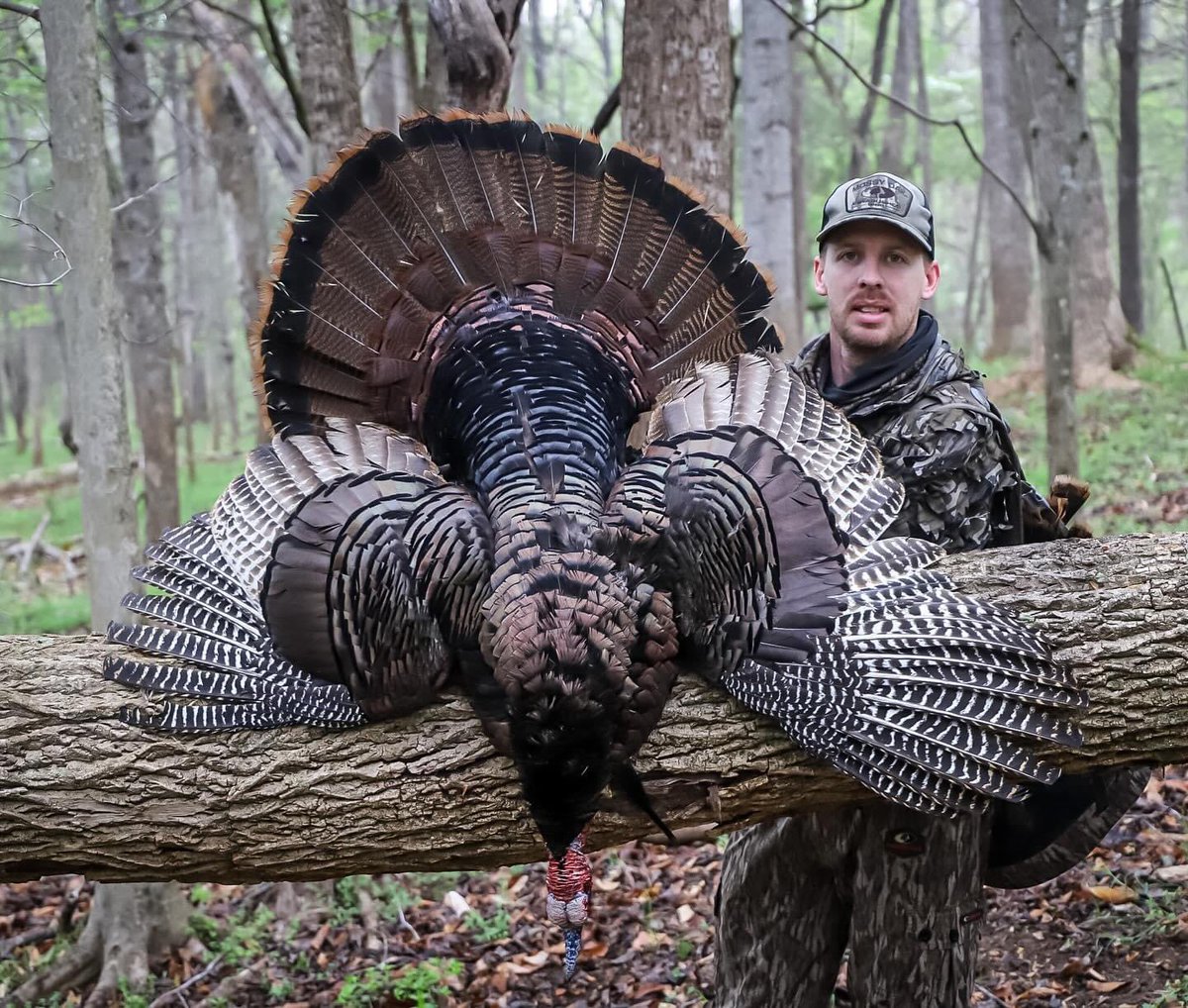Another one! Big Virginia woods gobbler down for Kyle Crickenberger! #foxpro #turkeyhunting #turkeyseason #weliveforthis