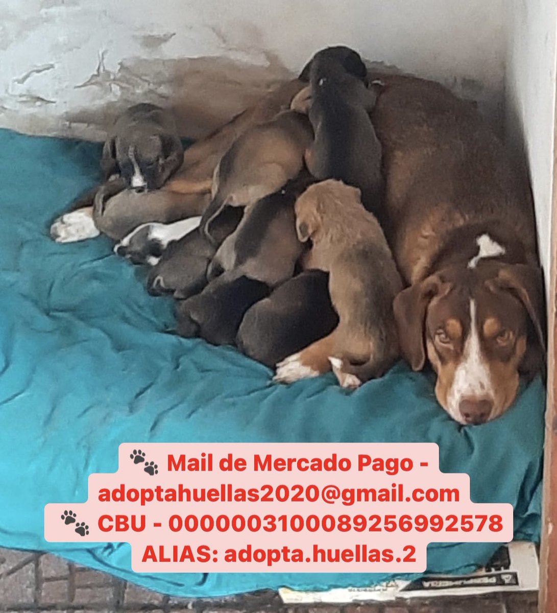 NECESITAMOS AYUDA 🙏🏻! 
Tenemos cerca de 80 rescatados y solo $15.000 en la cuenta! Necesitamos recaudar para controles veterinarios, desparasitantes, vacunas, pipetas, análisis de sangre, alimentos balanceados para perros y gatos, piedritas sanitarias, cirugías, medicaciones.