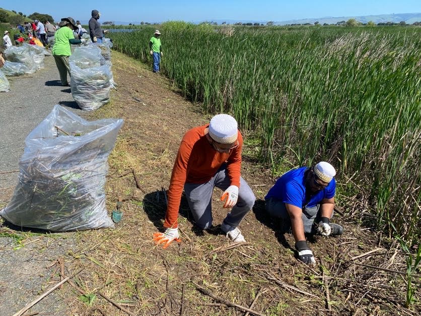 Bohras_USA's tweet photo. The #SFBayEstuary is the largest in #California and named as an estuary of national significance. On #EarthDay2024, the local #DawoodiBohra community was honored to join @EBRPD and over 100 other volunteers at Coyote Hills in #Fremont to clean up, pull invasive plants, and contribute to protecting this unique, diverse ecosystem!