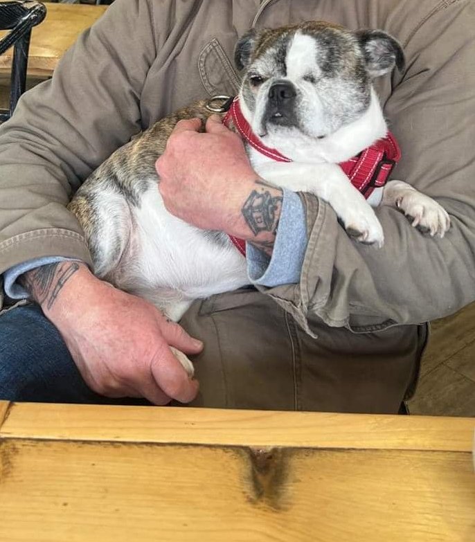 PLEASE #helpfindBailey & OR ✴️BMW VA08 BTE✴️ 😱Female ONE-EYED, BOSTON TERRIER, 'chipped, was on passenger seat when BMW was STOLEN.THEFT OF KEYS by deception🤬TUES 23 Apr c.1600 hrs.Outside Henley Boutique,High St #henleyinarden #WARKS 🤬Has she been dumped❓ Offered for Sale❓