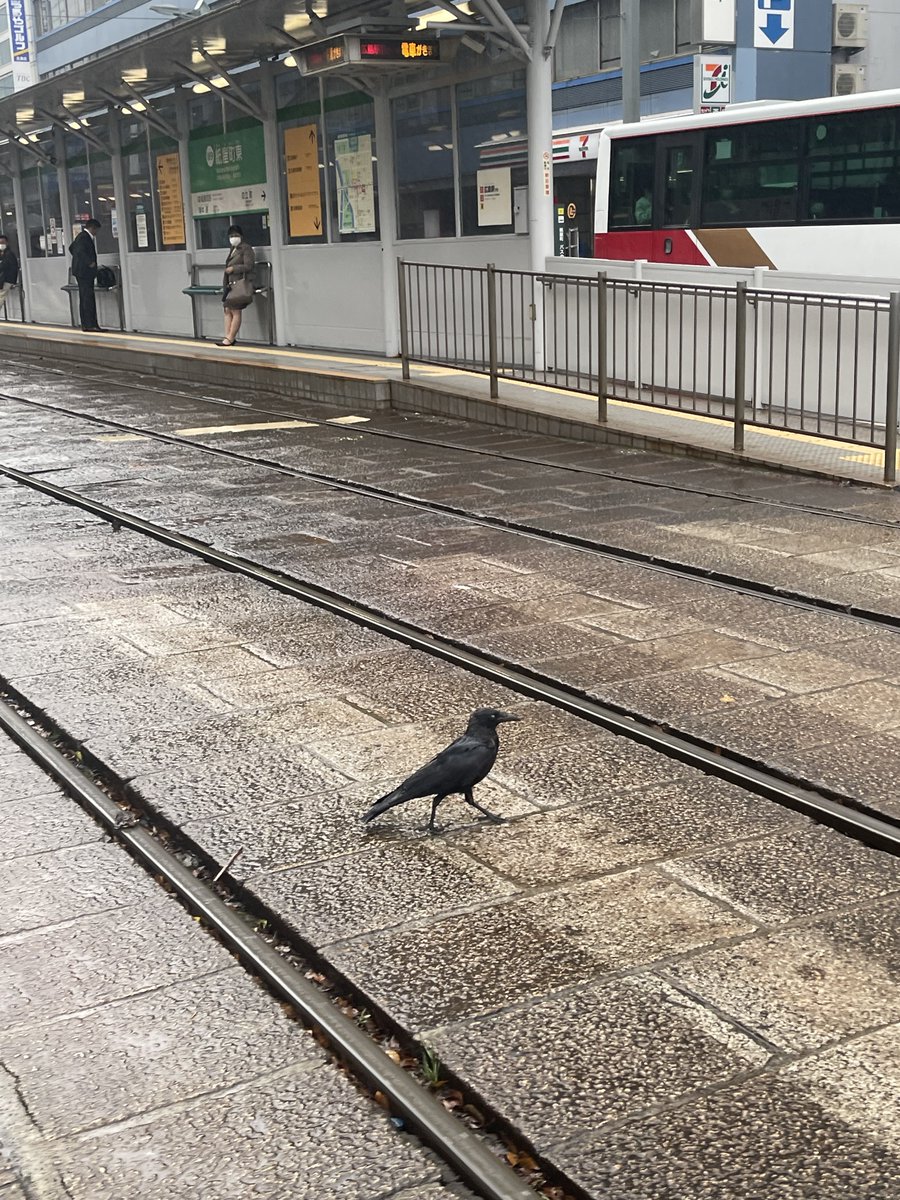 おはようございます。 カラスさん 雨降ってるし 何より、人馴れしすぎ(笑)