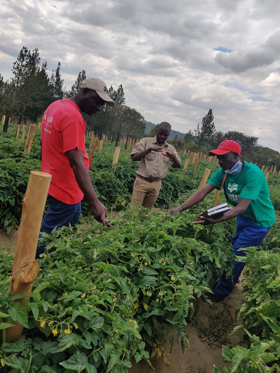 #ZimAgriRising Under the Presidential Rural Development Programme, Zinwa is set to establish 35 000 village business units incl a solar-powered borehole,a 1-ha drip irrigated horticulture project, water storage reservoirs, fishponds, communal water points and poultry projects