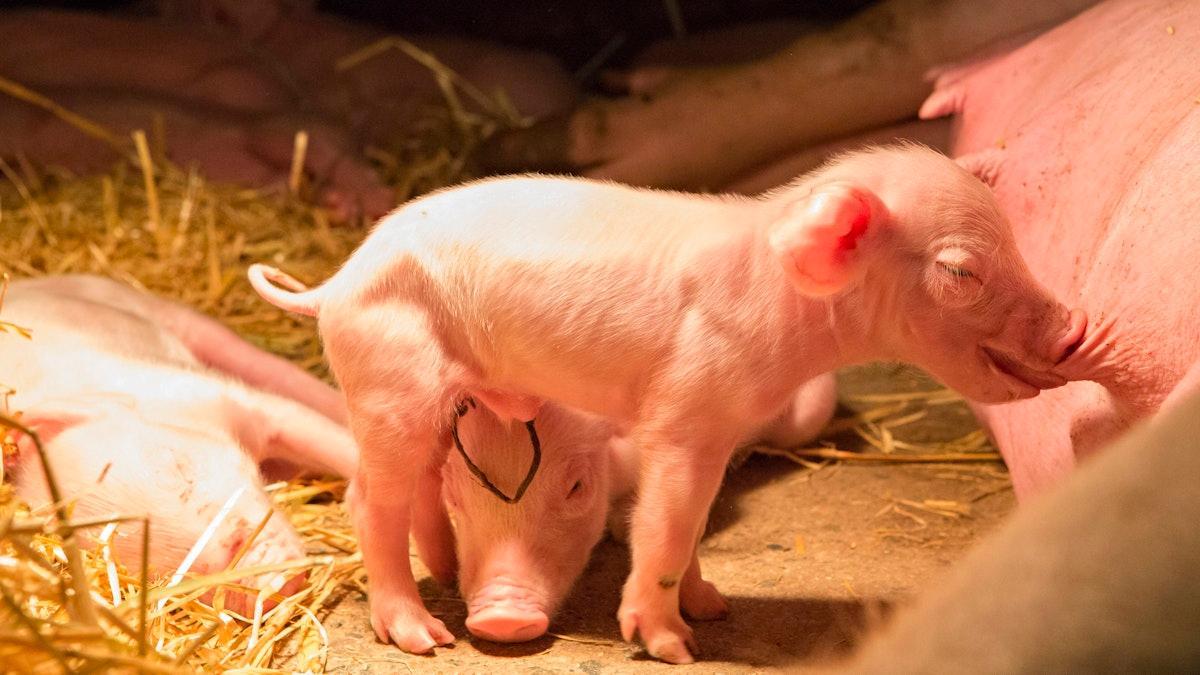 S-ryhmän linjaus kyseenalaistaa räikeästi sen omat vastuullisuuslinjaukset – vaatimukset eivät voi olla ulkomaiselle lepsumpia kuin suomalaiselle maaseuduntulevaisuus.fi/ruoka/c9feda32…