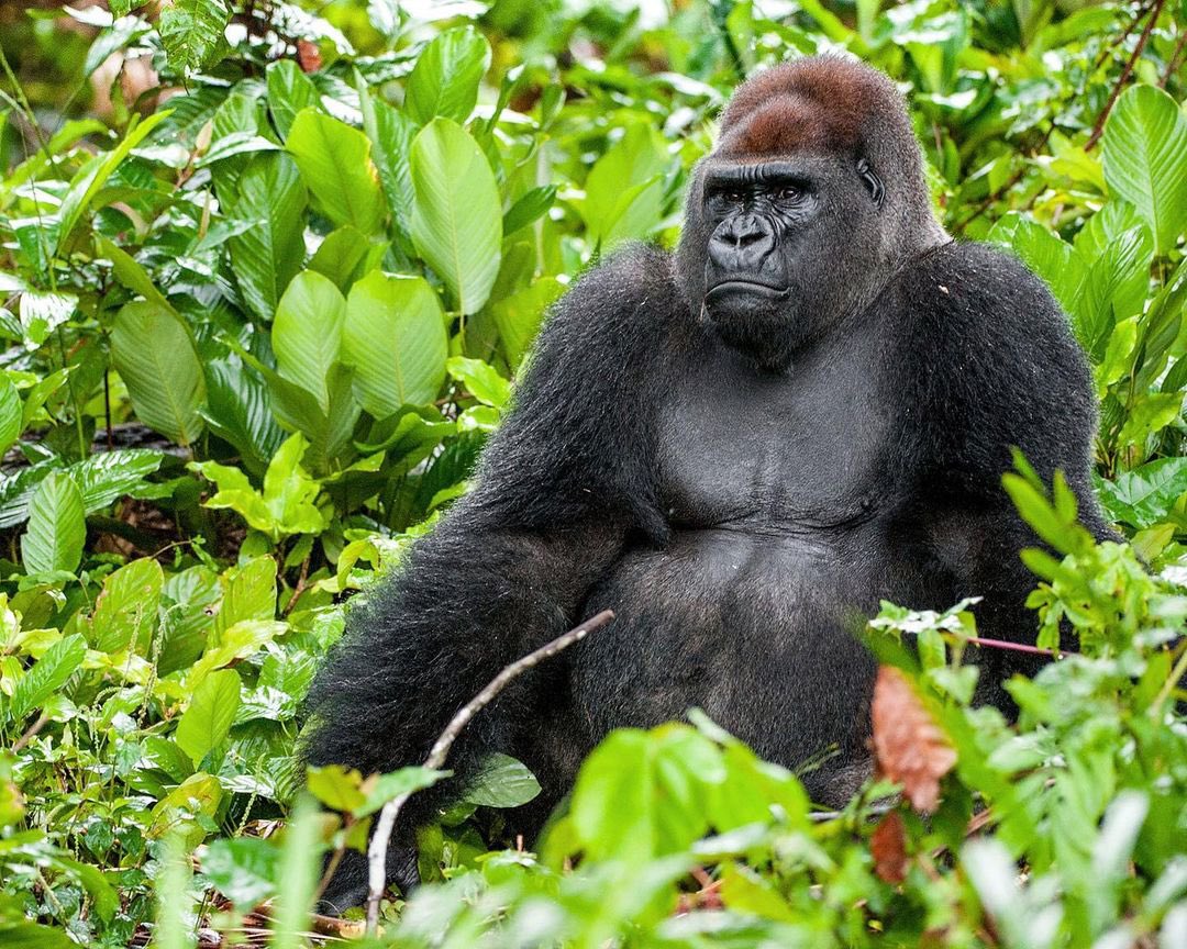 Types of Gorillas- Part 4 4. Cross River Gorillas 🦍Conservation Status- Critically endangered, with a population of only about 300. Where they Live- Cameroon, Nigeria Interesting Facts- They are scattered in a large area of about 3,000 square miles. #EarthDay #Halving